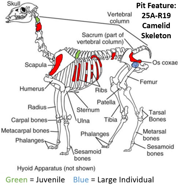 camelid skelton